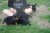 Offspring M